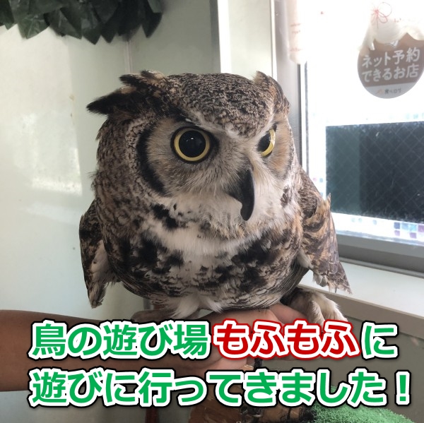 蕨駅近くの鳥カフェ【もふもふ】は鳥好きにはたまらない！！