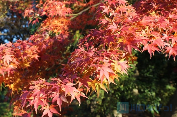 川口市内で楽しめる紅葉スポットをご紹介！身近な秋を感じよう！