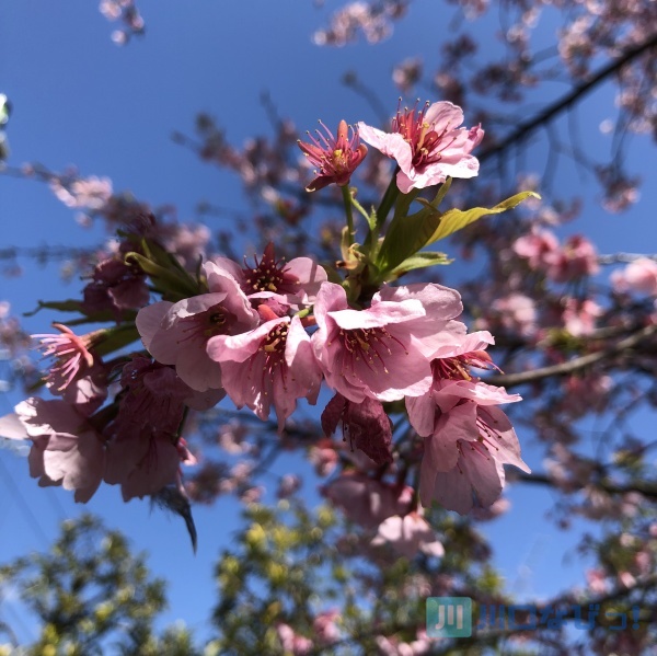 密蔵院の安行桜が濃いめのピンクで美しい！！